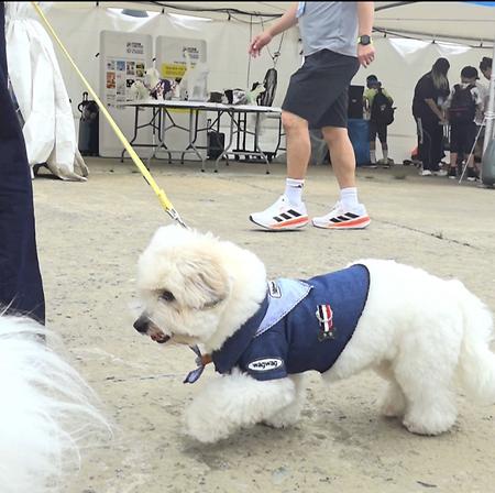 서울에서 국제대회 후원하며 펫 디자인 문화 확산을 위해 노력하는 학생들